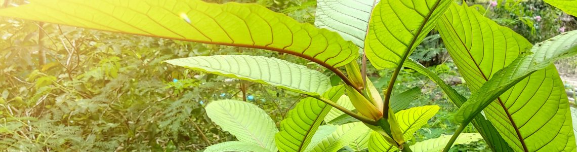 What to Know About Gold Kratom