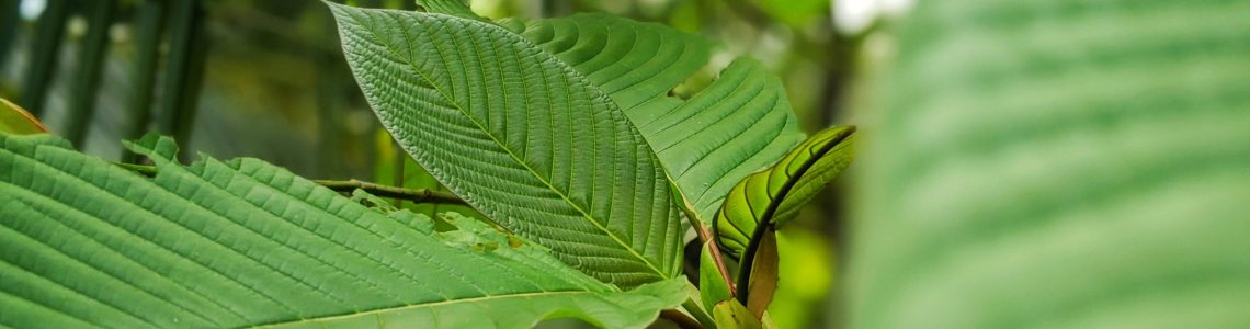 What You Need to Know About Maeng Da Kratom